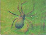 Hologramm 3D Spinne fr Handy-Displays ( 32 x 22 mm )